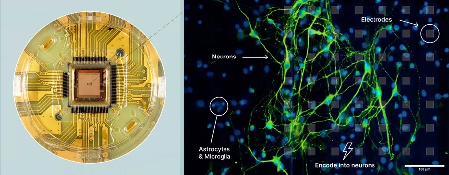 Microscope figure: a chip beside neurons, astrocytes and electrodes.
