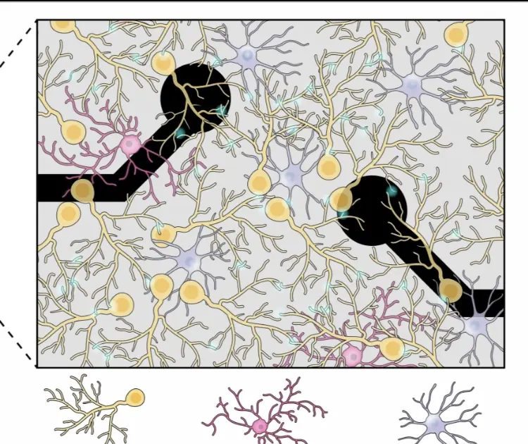 Source image: a diagram of neurons and astrocytes around blood vessels.