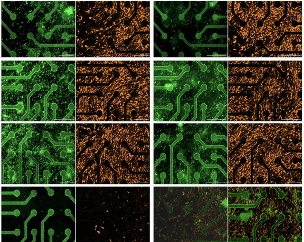 Source image: a grid of microscope channels, green circuit traces beside orange cell growth.